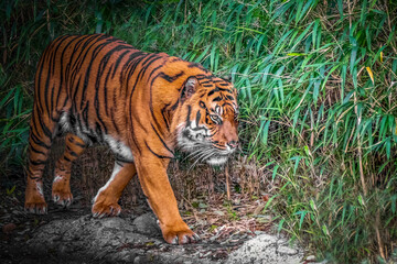 Close-up of a Bengal tiger walking cautiously through dense bamboo forest highlighting its striking orange and black striped fur