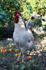 Rooster orange ground. High quality photo