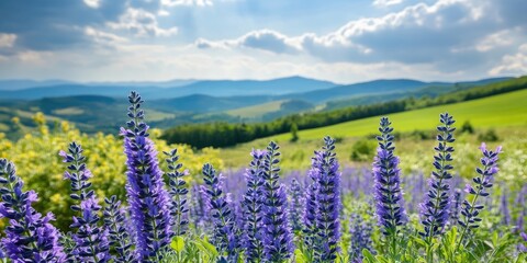 Vibrant blue salvia flowers in foreground against a stunning green landscape and rolling hills under a bright sky with ample copy space for text.