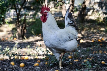 Rooster orange ground. High quality photo