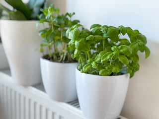 Fresh green Basil garden herb in white flower pot isolated on white background growing in kitchen garden 