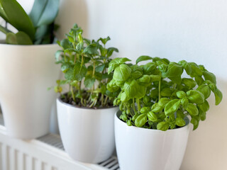Fototapeta premium Fresh green Basil garden herb in white flower pot isolated on white background growing in kitchen garden 