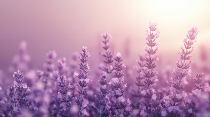 Obraz premium Soft lavender blooms stretch towards the pastel sky in a serene garden at dawn, creating a calming atmosphere with a gentle blend of lavender and pale pink hues