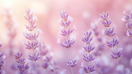 Obraz premium Lavender blooms flourish against a soft lavender gradient blending seamlessly into a pale pink background, capturing the essence of a serene summer day in a flower garden