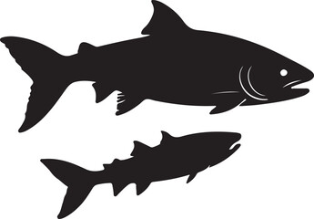 shark illustration