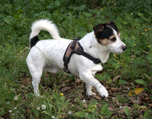 dog - obrazy, fototapety, plakaty
