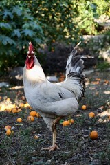 Rooster orange ground. High quality photo