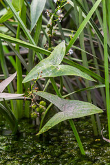 The wild aquatic plant Sagittaria sagittifolia grows in slow-flowing water