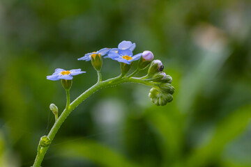 Myosotis scorpioides true or water forget me not. Turkish name Unutma beni cicegi