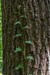 Fresh bright green leaves of ivy Hedera helix on grey-brown tree bark