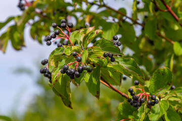 Cornus sanguinea is a perennial plant of the sod family. A tall shrub with small flowers and black inedible berries. Turf-well is grown as an ornamental plant