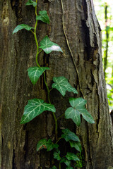 Fresh bright green leaves of ivy Hedera helix on grey-brown tree bark