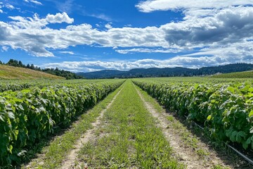 Fototapeta premium A Lush Green Farmland Under a Sunny Sky