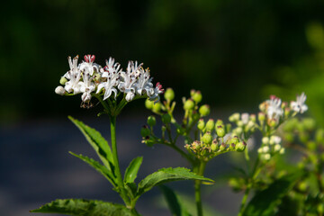Sambucus ebulus blooming in natural habitat
