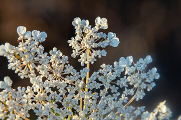 Daucus carota known as wild carrot blooming plant