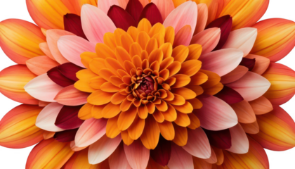 Isolated marigold petals in fiery orange and yellow, arranged in a radiating starburst pattern, with rose petals in shades of soft pink, crimson, and ivory scattered in layers, isolated on a white tra