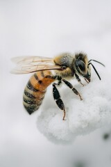 Delicate bee perched on soft white surface, showcasing intricate