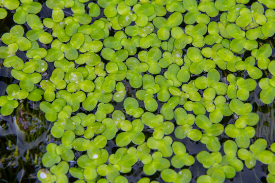 Least duckweed plants, Lemna minuta, on a water surface