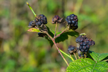 Close-up shot of the European dewberry Rubus caesius growing in the forest with maturing, ripe fruits in bright sunlight