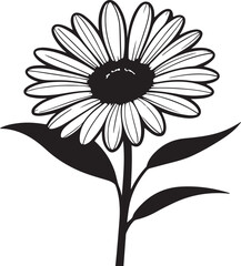 daisy flower isolated on white