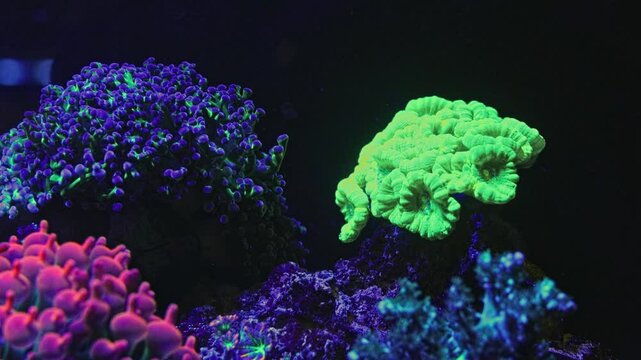 Caulastraea curvata head polyp frag, Euphyllia divisa tentacle in circular current Entacmaea quadricolor anemone, reef marine aquarium, fluorescent pet colony on live rock, LED blue light, coral farm