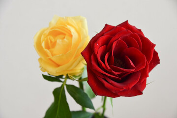 赤と黄色のばら