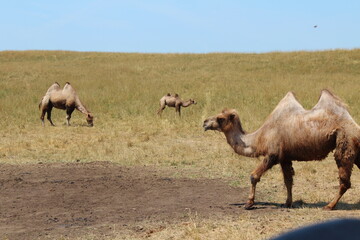Two hump Mongolian camels, Asian Camels, Two hump Camels