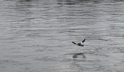 A duck is flying above the Irtysh River in Kazakhstan