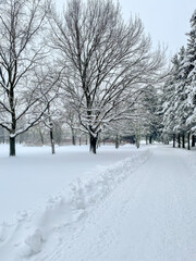 Snow-covered park with bare trees and a quiet path, ideal for winter holiday themes and serene landscapes