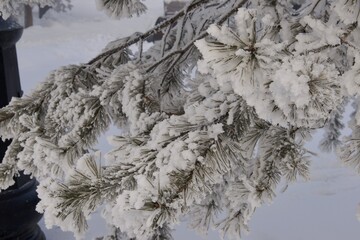 Trees in the fog in the park on the embarkment where two rivers Irtish an Ulba merge in Kazakhstan