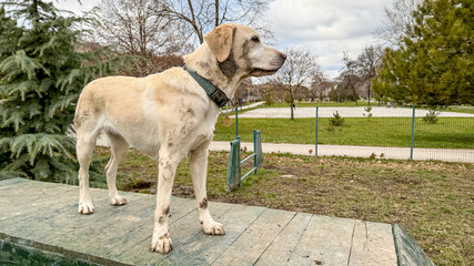 A Labrador stands confidently on a wooden platform in a park, symbolizing adventure and...