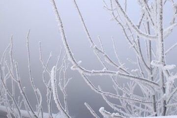 Trees in the fog in the park on the embarkment where two rivers Irtish an Ulba merge in Kazakhstan