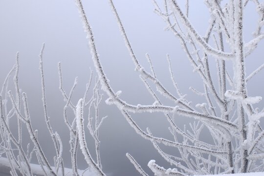 Trees in the fog in the park on the embarkment where two rivers Irtish an Ulba merge in Kazakhstan