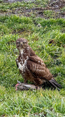 A majestic hawk with prey in its talons stands alert in a grassy field, symbolizing survival and nature's balance