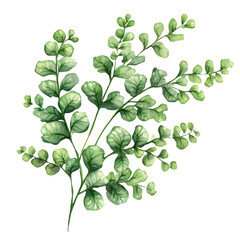 A watercolor of a Maidenhair Fern, isolated on a white background. Maidenhair Fern vector.
