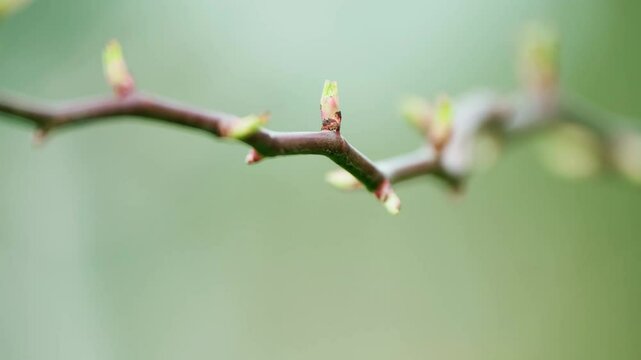 Vibrant spring buds emerge from roots in a close up view showcasing nature's renewal in the warm season