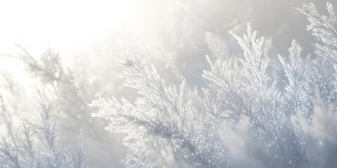 Fototapeta premium Winter Wonderland: Frost-covered branches glisten in the soft, diffused light of a winter morning, creating a serene and magical scene.