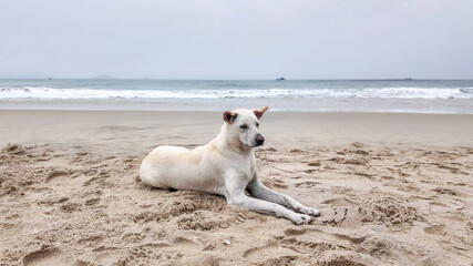 A white dog relaxes on a sandy beach, embodying tranquility and freedom on a serene summer day