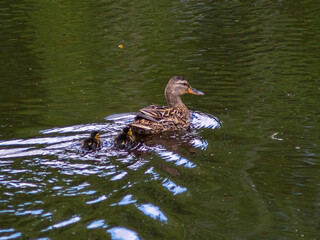 wild duck with her young over a pond