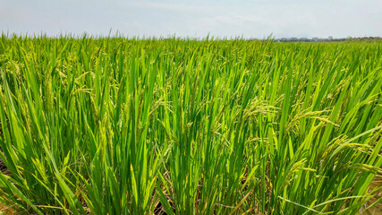 A lush green rice field under a clear sky symbolizes agricultural abundance and prosperity, perfect for Harvest Festival themes