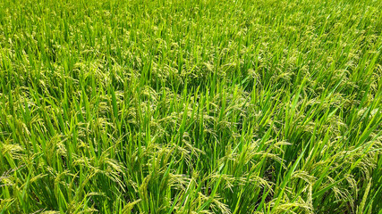 Lush green rice field thriving under sunlight, symbolizing agricultural abundance and environmental sustainability, ideal for Earth Day concepts