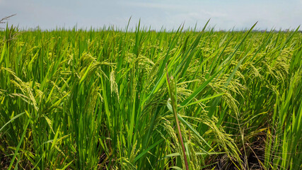 Lush green rice field swaying gently under blue sky, symbolizing agricultural abundance and sustainability, ideal for Hari Raya themes
