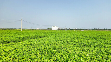 Sprawling green agricultural field under a clear sky, symbolizing agricultural growth and...