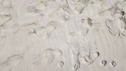 Footprints and paw prints on a sandy beach evoke tranquility and exploration, perfect for summer vacation themes