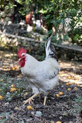 Rooster orange ground. High quality photo