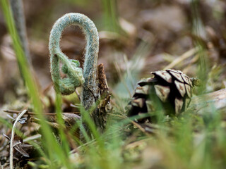sprouting conifer pine spruce fir