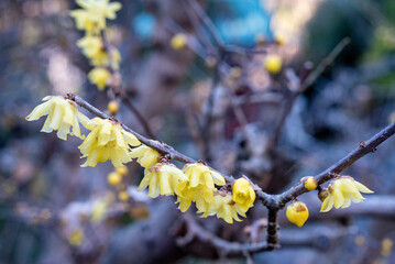 鎌倉2501　光則寺14　蠟梅