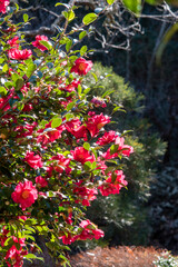 鎌倉2501　光則寺8　寒椿