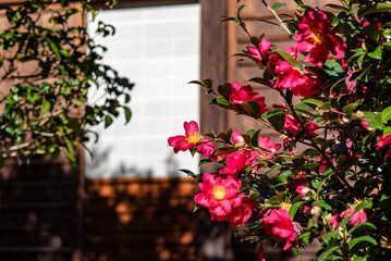 鎌倉2501　光則寺6　寒椿
