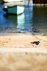 A Turnstone bird rests on the slipway of Mevagissey Harbour, surrounded by the serene waters and coastal charm of this Cornish fishing village. A peaceful moment in the heart of Cornwall